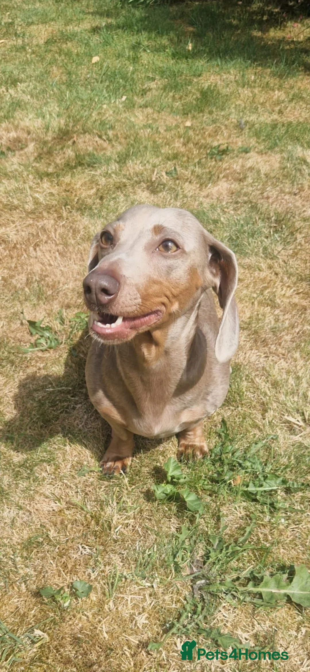 Miniature Dachshund dogs for sale: Beautiful Smooth Haired Dachshund  in Mountain Ash - Advert 1