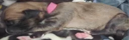 Lurcher dogs for sale: Beautiful Lurcher pups - Advert 5