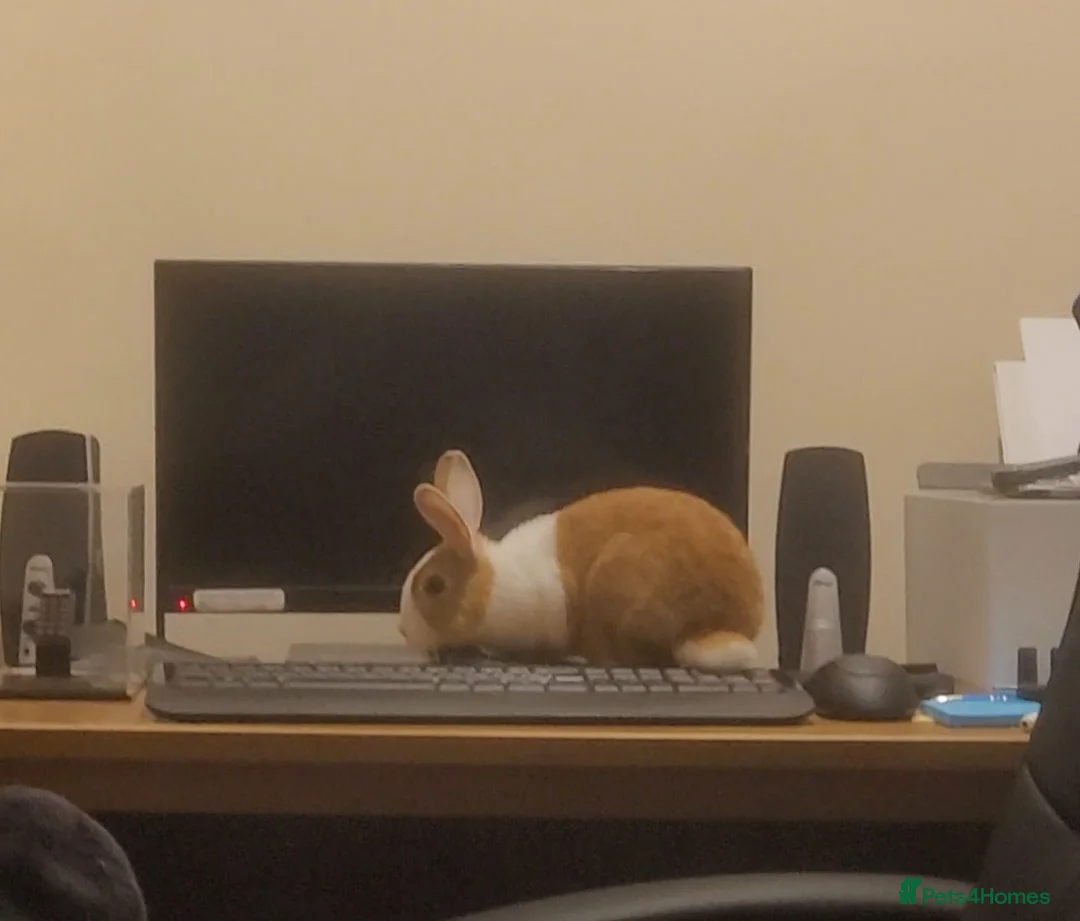 Dutch rabbits for sale: Dutch doe for sale - Advert 4