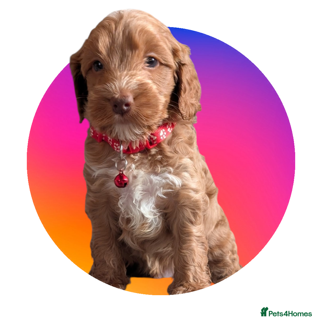 Cockapoo dogs 🪷Cockapoo Pups Quality,Charming,Gentle Hearts🪷 - Advert 1