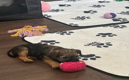 Border Terrier dogs for sale: Border Terrier Pups - Image 37