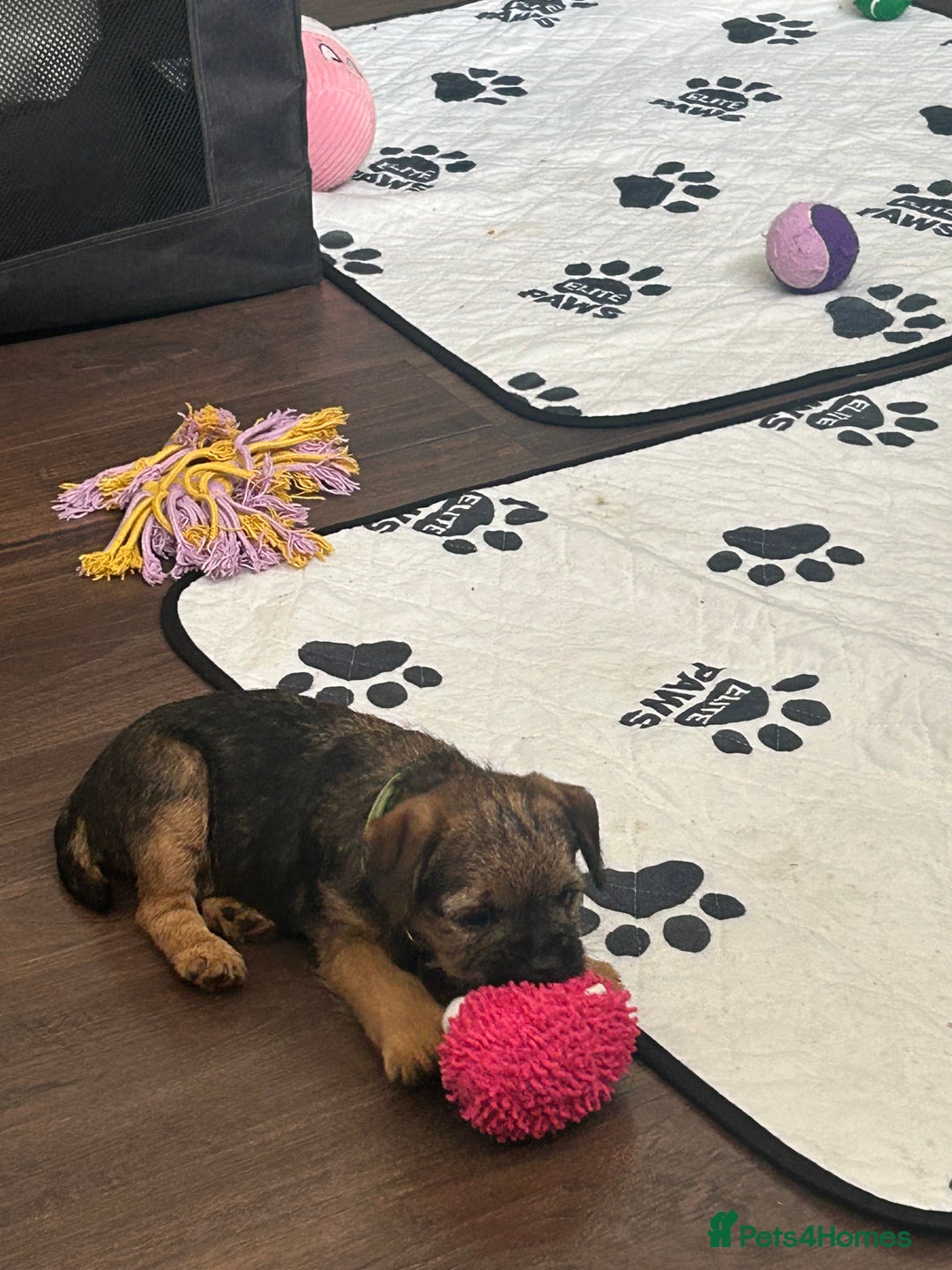 Border Terrier dogs for sale: Border Terrier Pups - Image 37