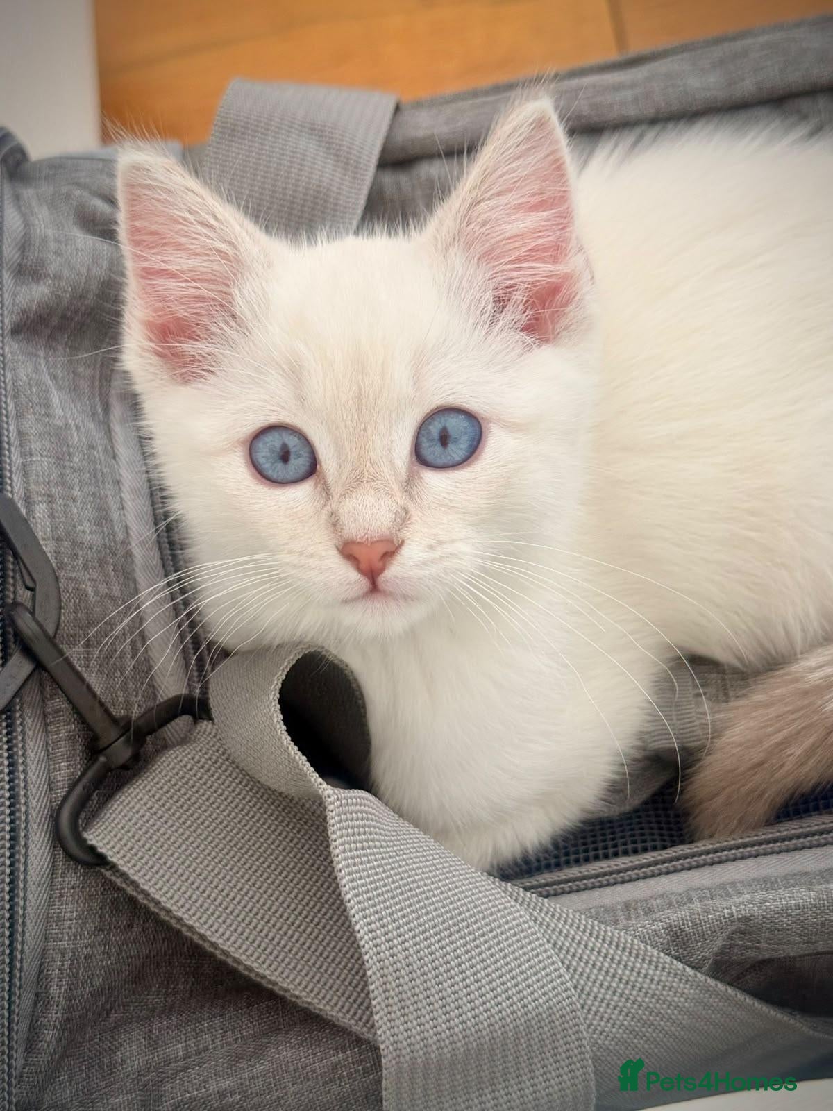 Ragdoll cats Beautiful Ragdoll  - Advert 18