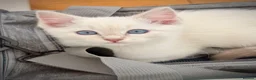 Ragdoll cats for sale: Beautiful Ragdoll (Open to offers) - Advert 1