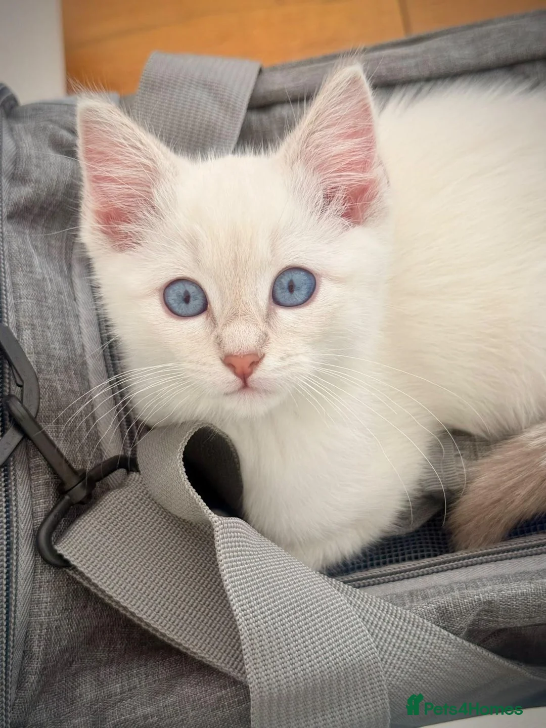 Ragdoll cats for sale: Beautiful Ragdoll (Open to offers) - Advert 1