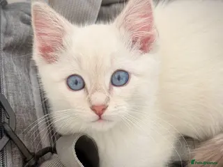 Ragdoll cats Beautiful Ragdoll - Advert 18