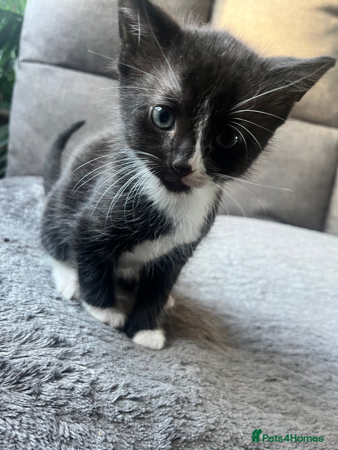 Mixed Breed cats for sale: Last boy available! - Advert 5