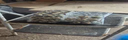 Quail poultry for sale: Fertile Quail Eggs - Advert 1