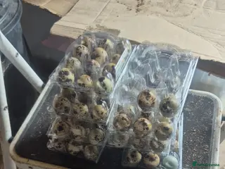Quail poultry Fertile Quail Eggs - Advert 1