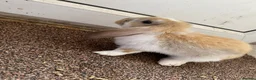 Mixed Breed rabbits for sale: Rabbits for sale  in Runcorn - Advert 4