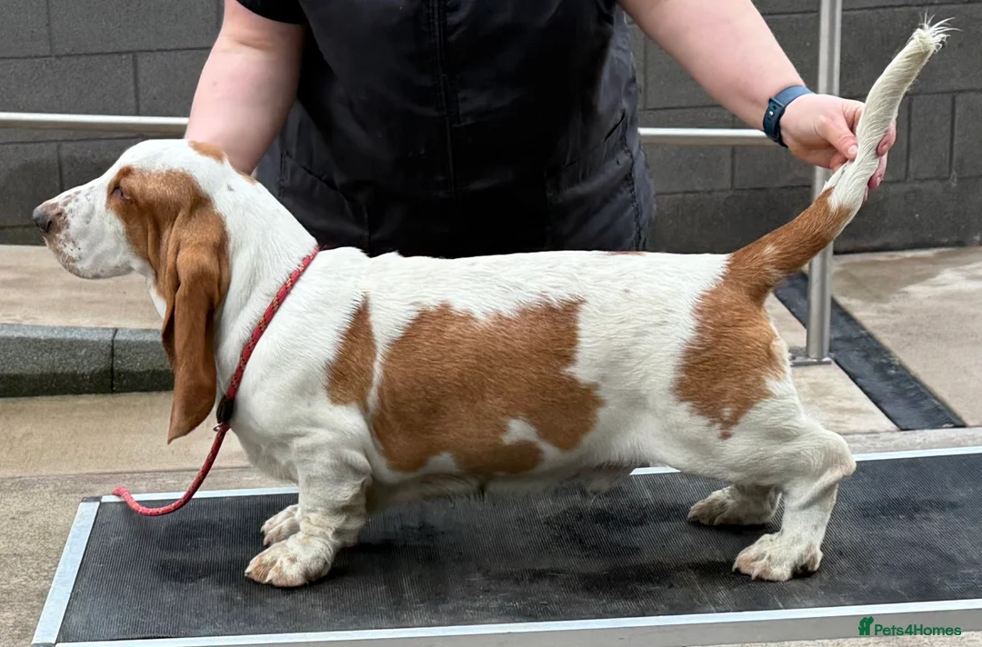 Basset Hound dogs for sale: Basset Hound Puppy Male - Advert 1