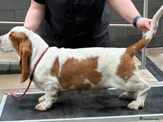 Basset Hound dogs Basset Hound Puppy Male - Advert 1