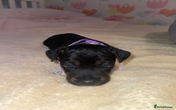 Jack Russell dogs for sale: Stunning Jack Russell puppies - Image 12