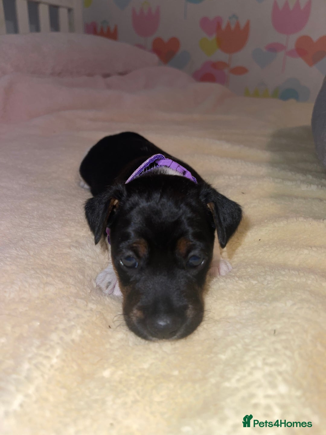 Jack Russell dogs for sale: Stunning Jack Russell puppies - Image 12