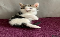 Mixed Breed cats for sale: Mixed breed Kittens  - Image 20