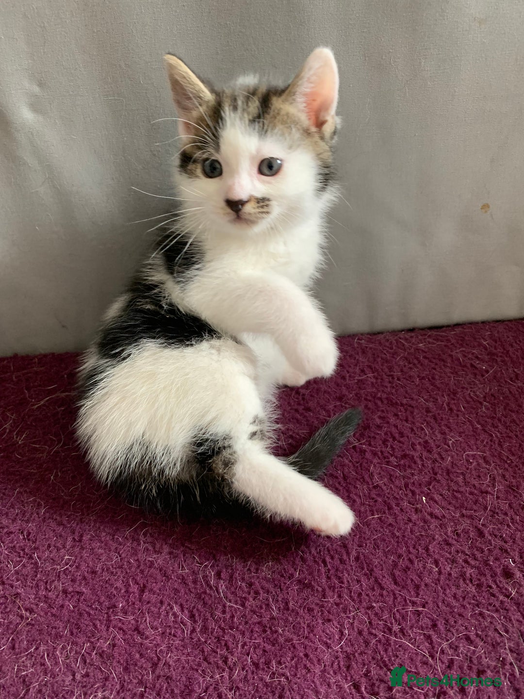 Mixed Breed cats for sale: Mixed breed Kittens  - Image 20