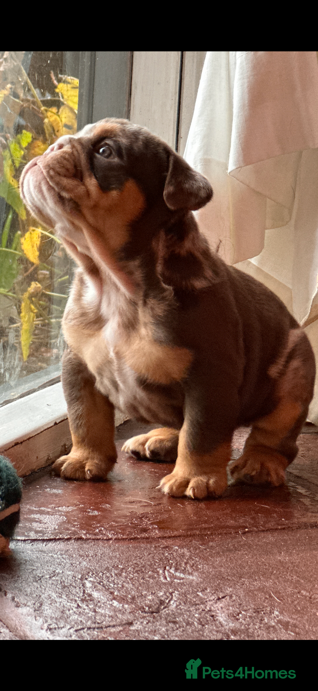 English Bulldog dogs for sale: English bulldogs  - Advert 2