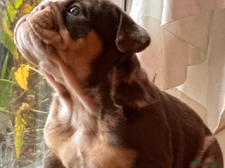 English Bulldog dogs English bulldogs - Advert 1