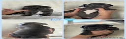 French Bulldog dogs for sale: Beautiful French Bulldog Puppies - Advert 10