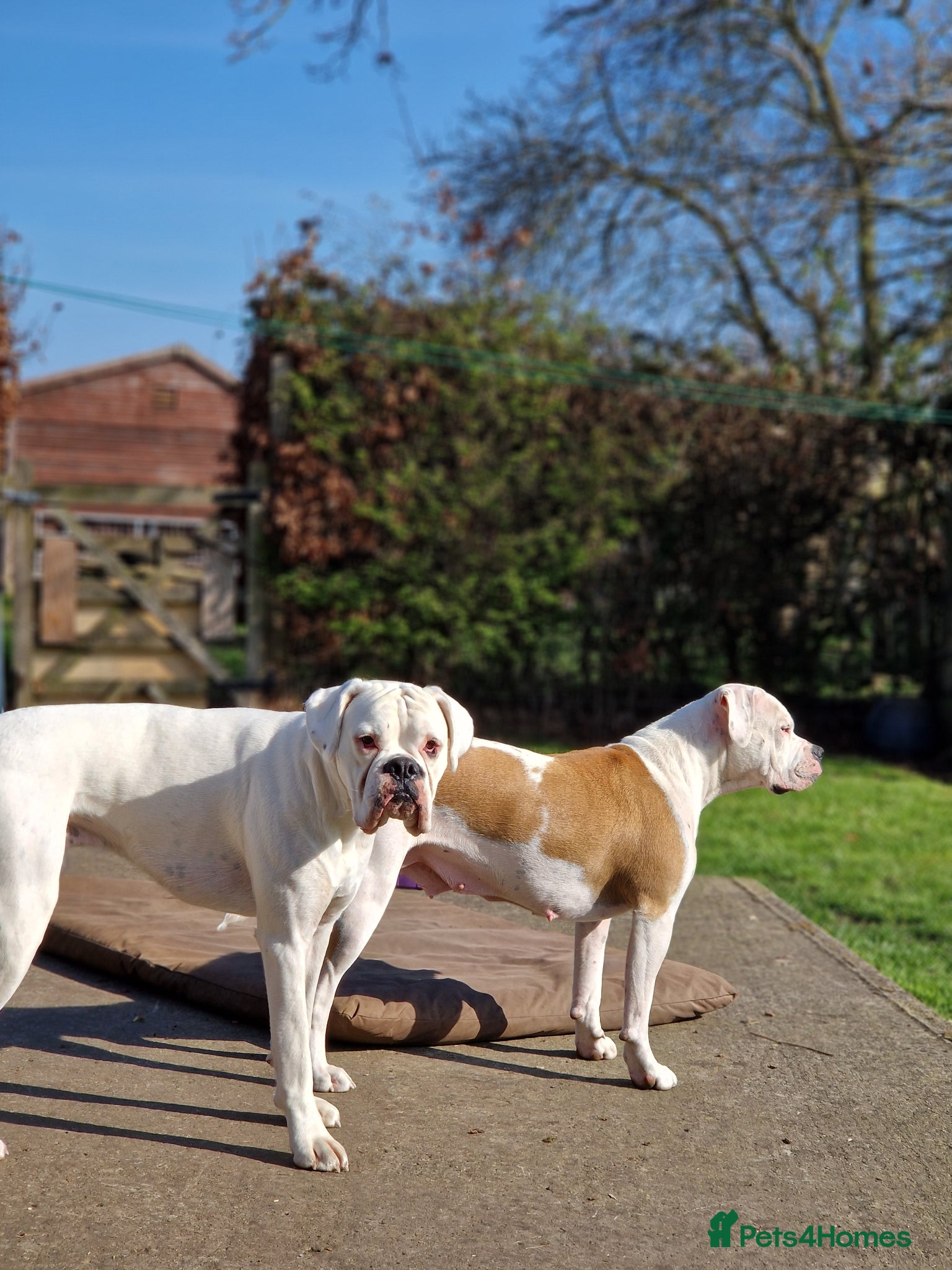 Mixed Breed dogs Boxer cross Olde English Bull Dog mix - Advert 1