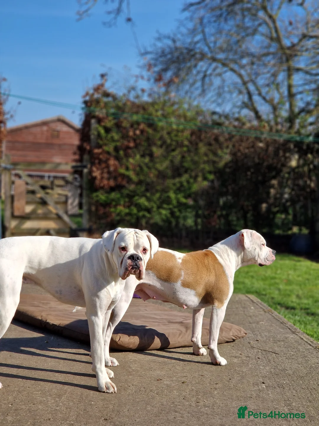 Mixed Breed dogs for sale: Boxer cross Olde English Bull Dog mix puppies  - Advert 1
