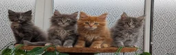 Maine Coon cats for sale: Adorable Maine coon kittens  - Advert 21