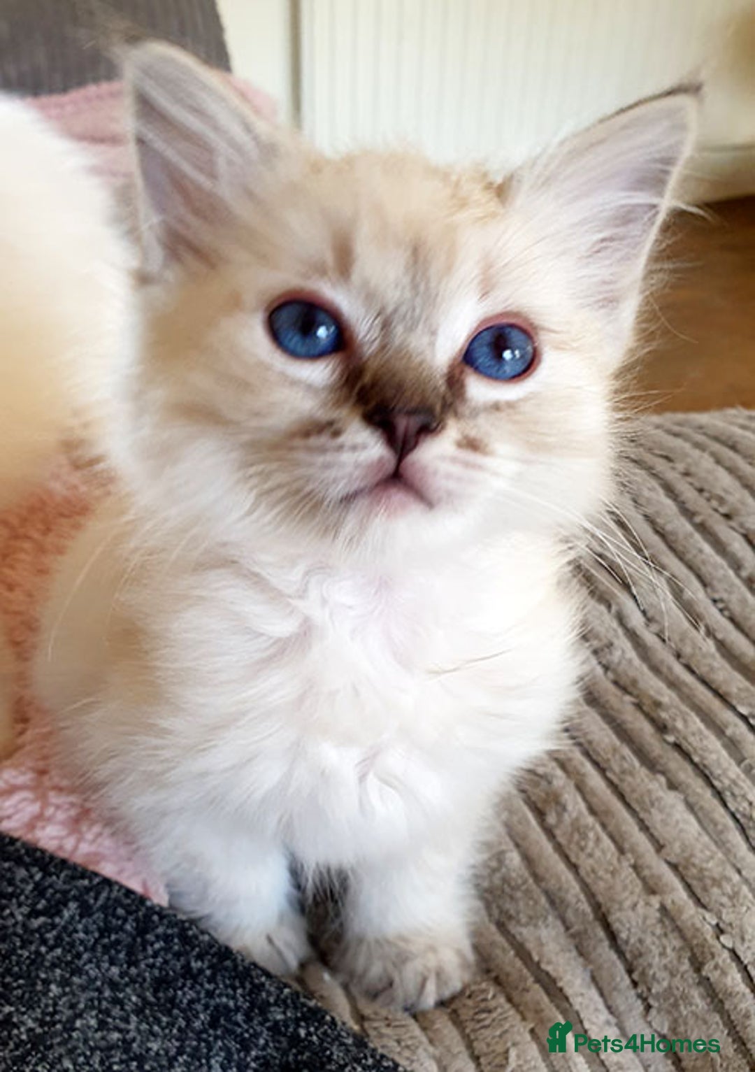 Ragdoll cats for sale: Stunning Adult Ragdoll and Kittens available!  - Image 32