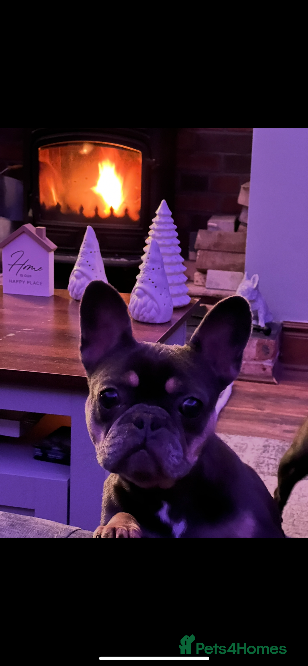 French Bulldog dogs for sale: Hugo and Nova  - Image 4