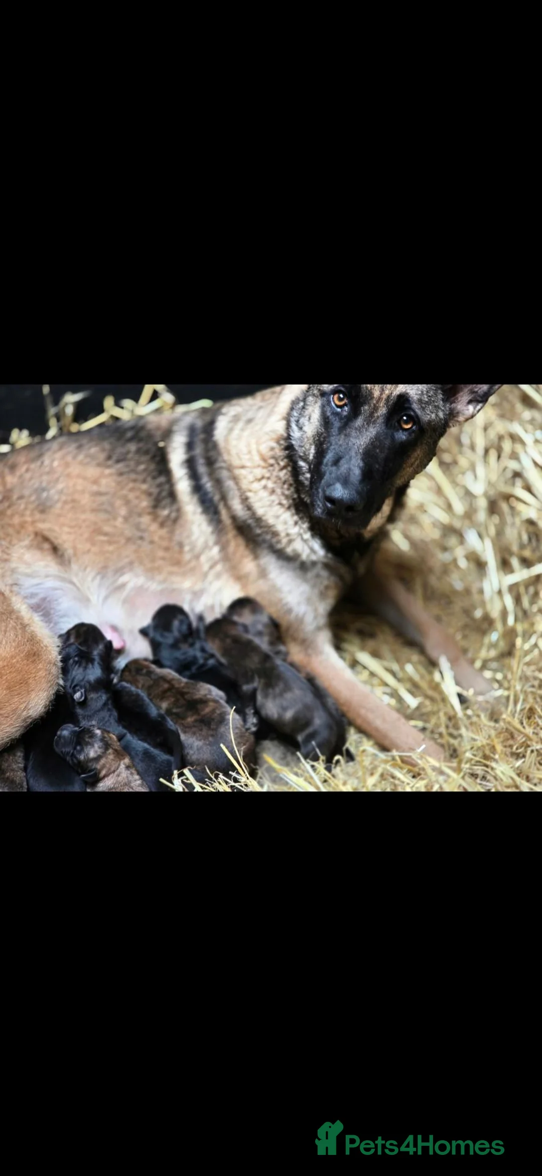 Golden Shepherd dogs for sale: Golden shepherd's  - Advert 2