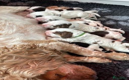 Cocker Spaniel dogs for sale: KC Reg; Home Raised; Low COI; DNA CLEAR; Show Type - Image 8