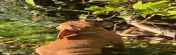 Hungarian Vizsla dogs for sale: Hungarian Vizsla Puppies for sale  - Advert 3