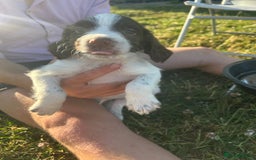 English Springer Spaniel dogs for sale: Springer spaniel pups  in Rugby - Image 5