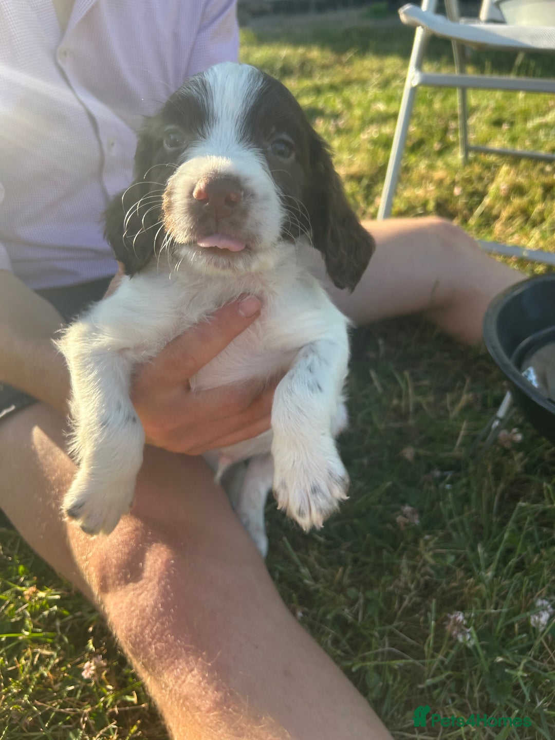 English Springer Spaniel dogs for sale: Springer spaniel pups  in Rugby - Image 5