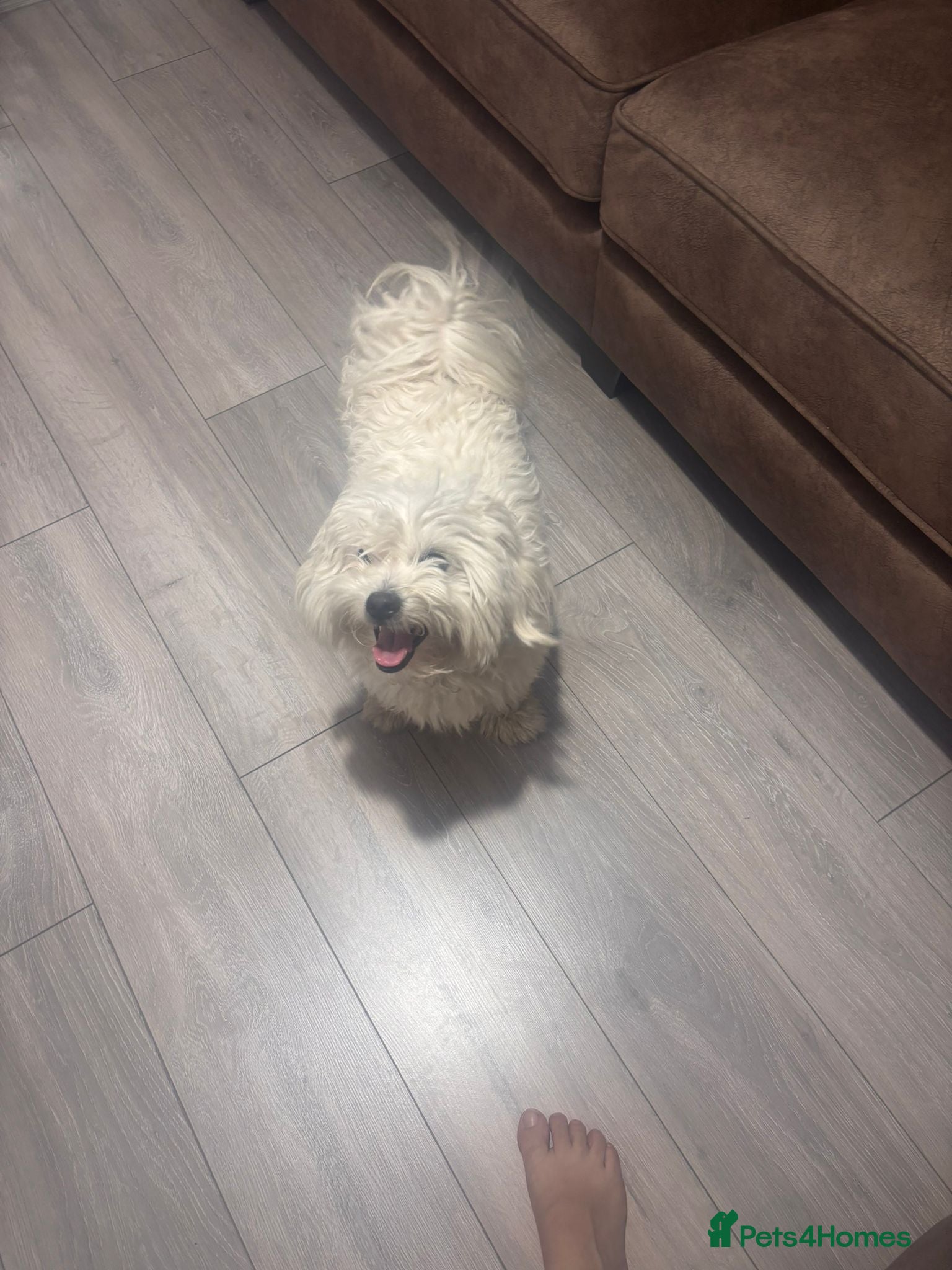 Bichon Frise dogs Mr. Teddy parmar - Advert 2