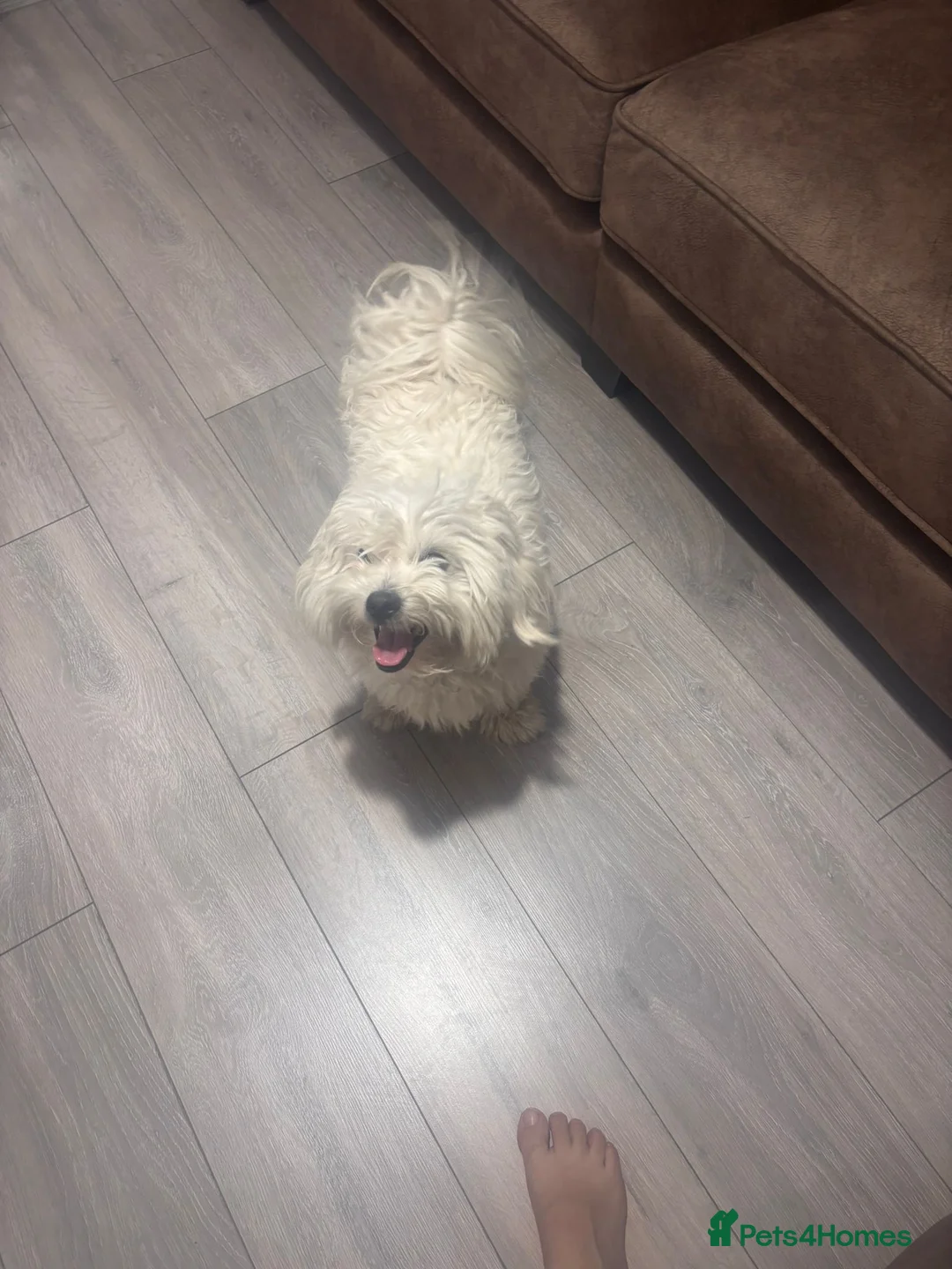 Bichon Frise dogs for sale: Mr. Teddy parmar - Advert 1