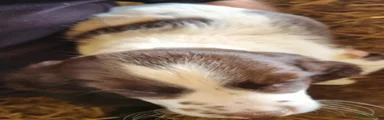 English Springer Spaniel 4