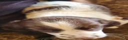 English Springer Spaniel dogs for sale:  Springer spaniels looking for their forever homes - Advert 8
