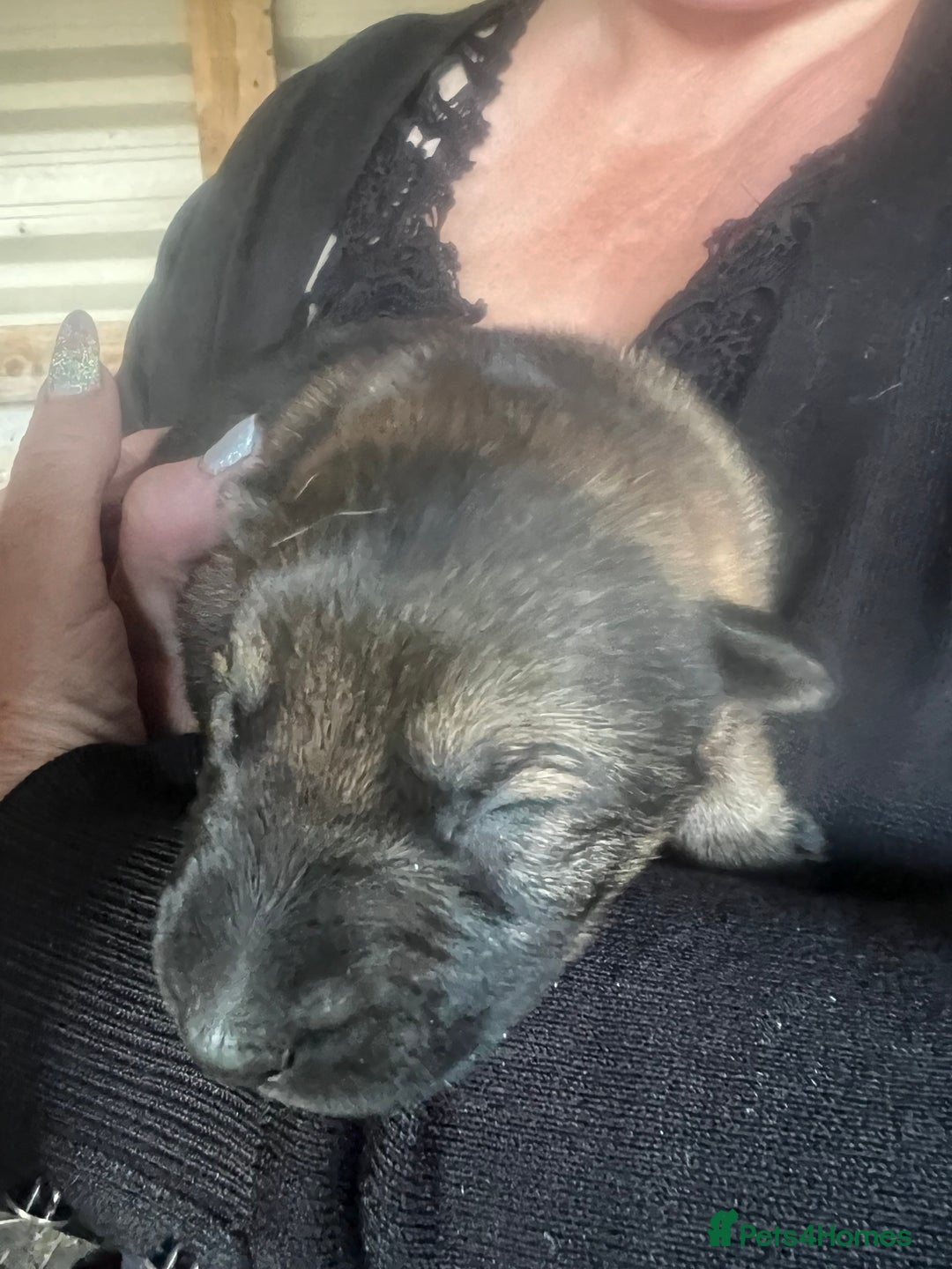 German Shepherd dogs for sale: Beautiful Czechoslovakian sable German shepherds  - Image 3