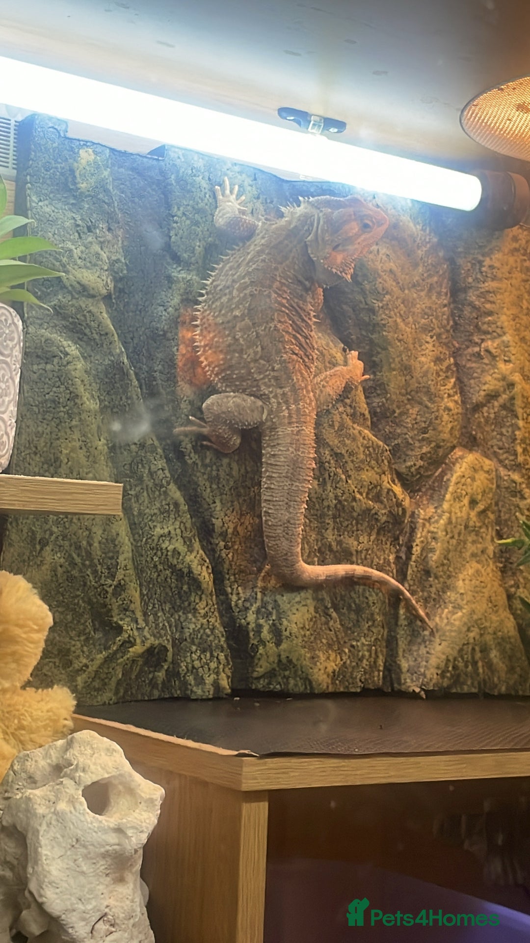 Bearded Dragon reptiles for sale: Bearded dragon + full set up  - Image 3