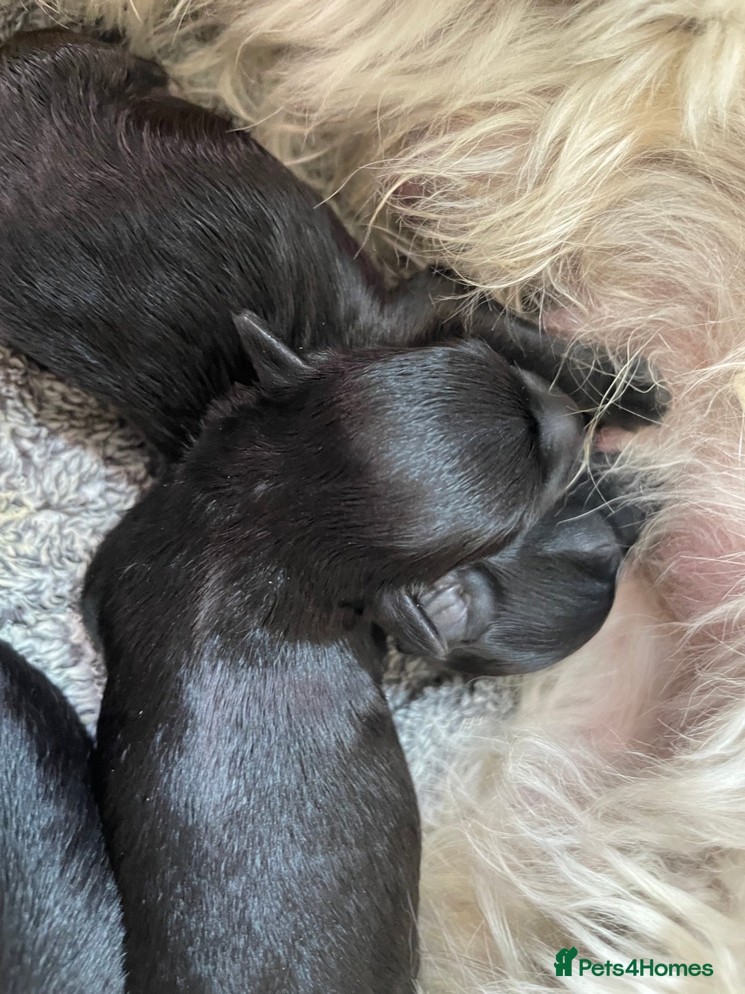 Schnoodle dogs for sale: LAst GIRL REDUCED READY NOW  - Image 14
