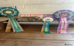 Guinea Pig rodents for sale: Lots of Guinea Pigs Always available!  - Image 31
