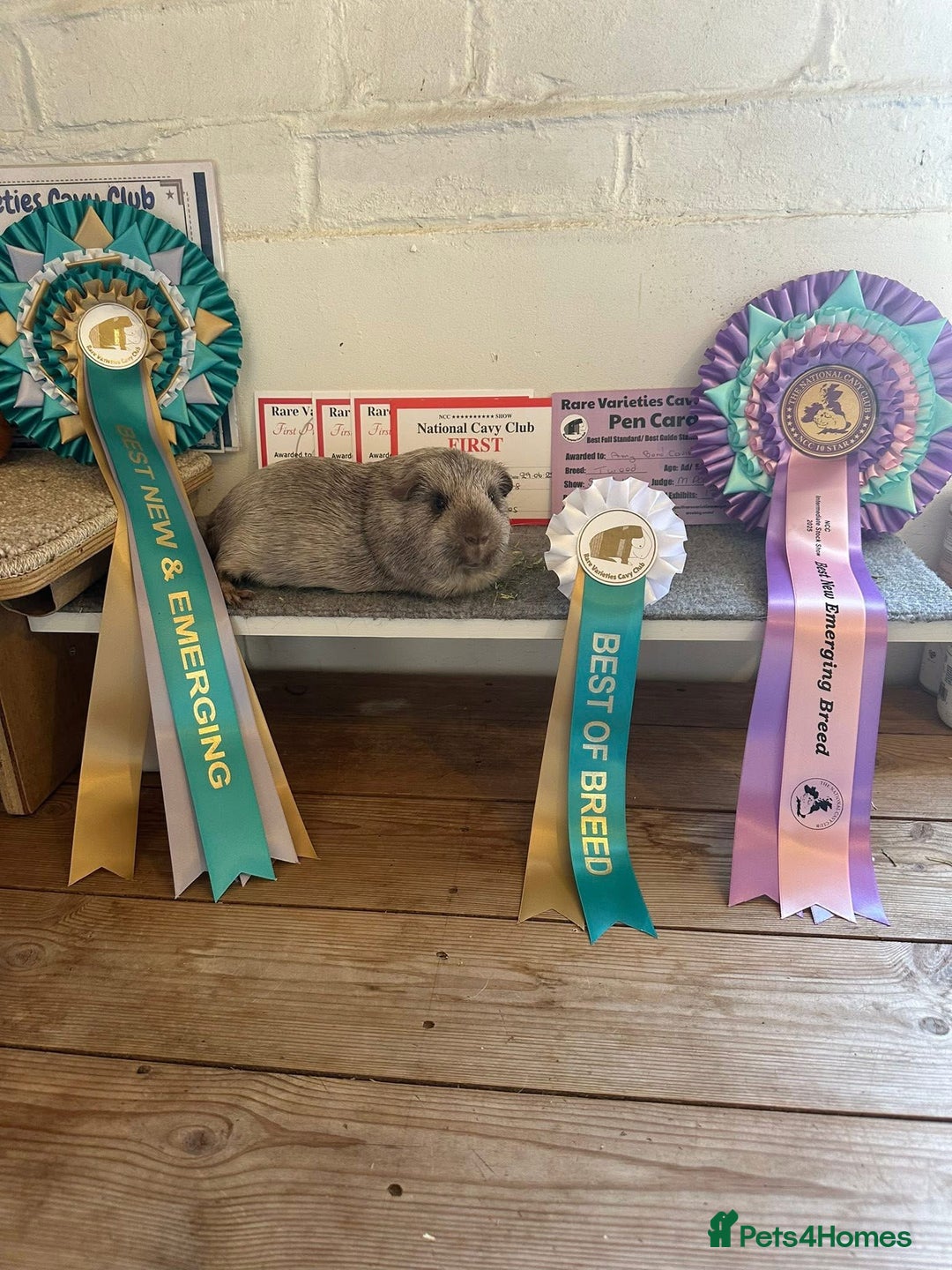Guinea Pig rodents for sale: Lots of Guinea Pigs Always available!  - Image 31