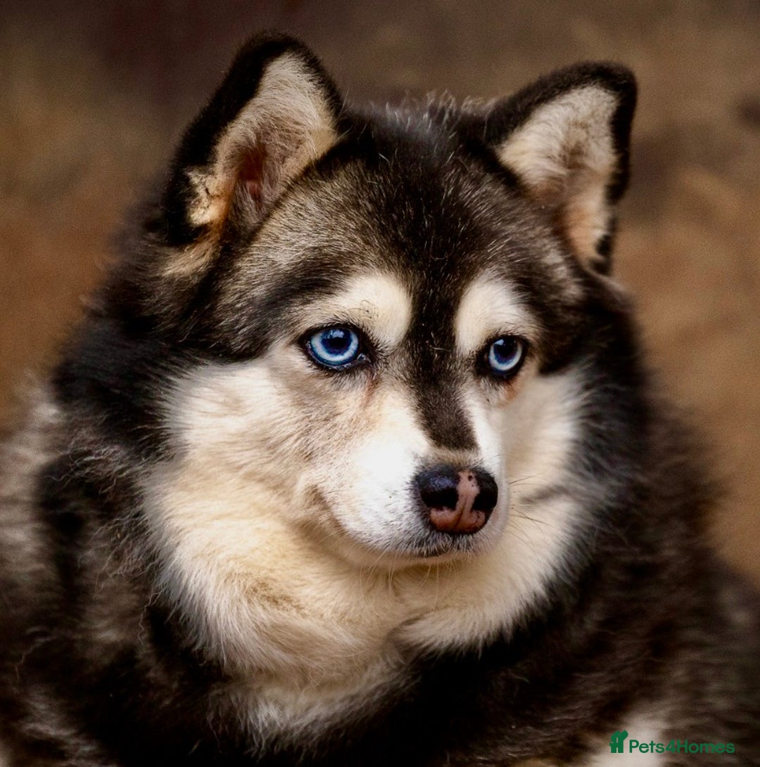 Pomsky dogs for adoption: GERA – Stunning blue-eyed Pomsky - Advert 5
