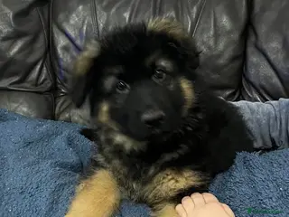 German Shepherd dogs Only 1 Boy Left – KC Reg Long Hair GSD - Advert 8