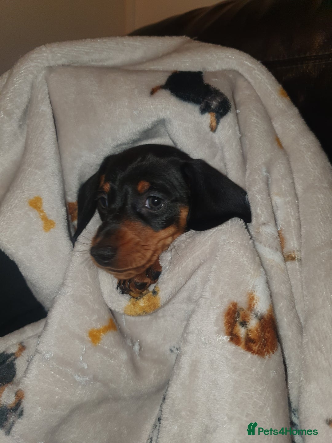 Miniature Dachshund dogs for sale: Minature dachshunds - Advert 8