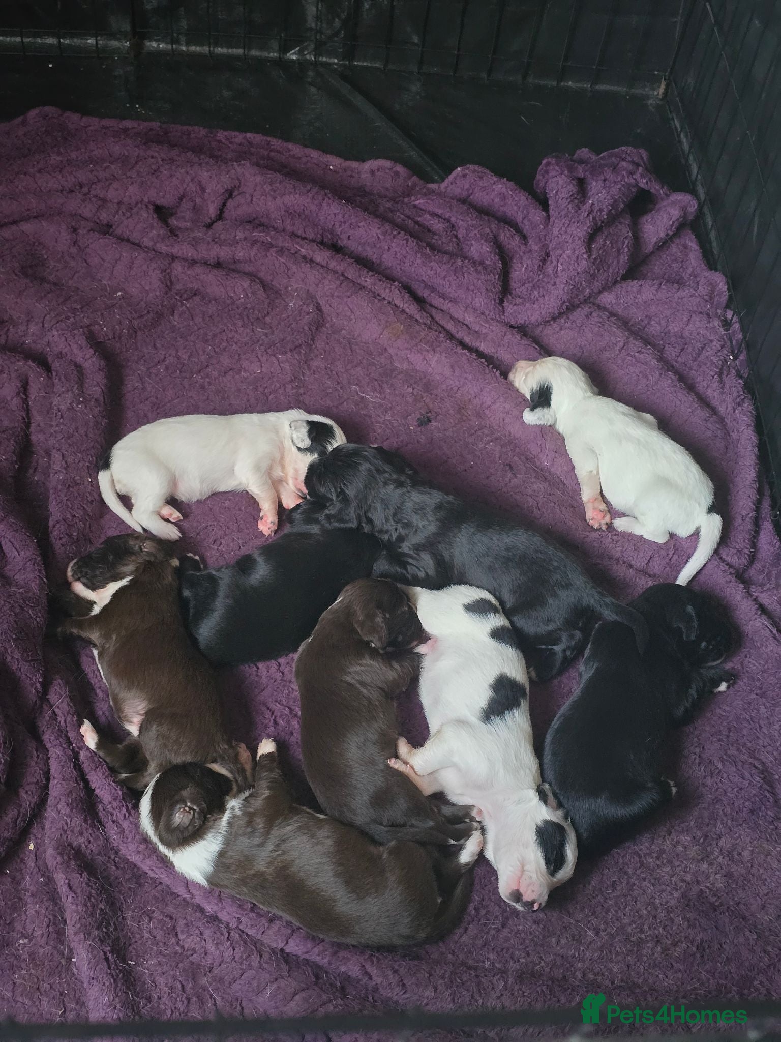 Sprocker dogs sprocker puppies - Advert 3