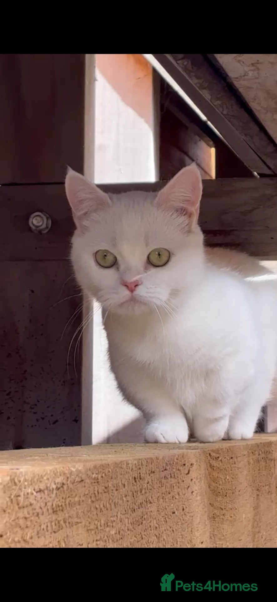 Munchkin cats for sale: 😻❤️ Marshmallow “Baby” ❤️🥰 - Advert 1