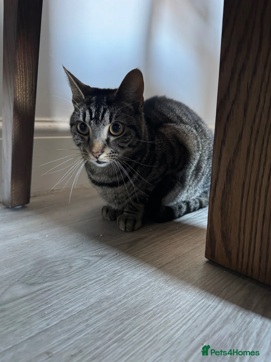 British Longhair cats for sale: Looking for a new lovely home  in Goole - Advert 1