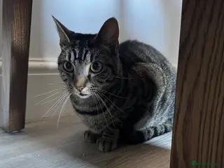 British Longhair cats Looking for a new lovely home - Advert 4