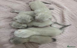 Bengal cats for sale: Adorable snow bengal kittens - Image 1